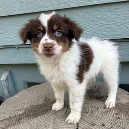 Carson - Red tri-color male Australian Shepherd puppy in Grants Pass, Oregon from Carmel Mountain Aussies