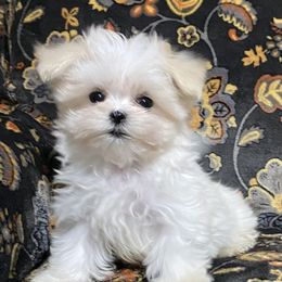 Maltese Puppies from Euphoria Maltese