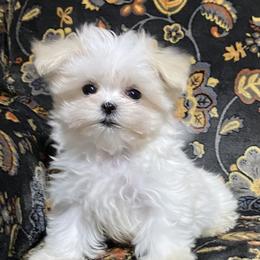 Maltese Puppies from Euphoria Maltese