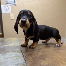 Baby boy - Black and tan male Dachshund puppy in Irving, Texas from DFW Dachshunds by G & S
