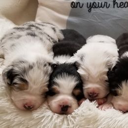 Miniature Australian Shepherds and Toy Australian Shepherds from Sunshine Sugar B Mini Aussies