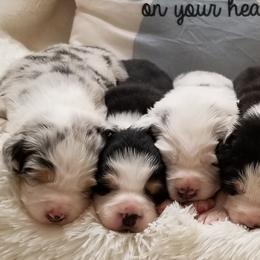 Miniature Australian Shepherds and Toy Australian Shepherds from Sunshine Sugar B Mini Aussies