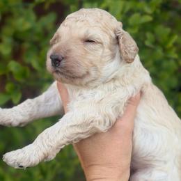 Beau - Cream male Goldendoodle puppy in Millville, California from Hope Lane Kennels