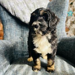 Banana - Tri-color female Bernedoodle puppy in Arabi, Georgia from Huckadoodle Farm
