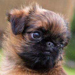 Brussels Griffons from Hex Griffs