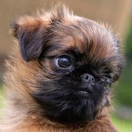 Brussels Griffons from Hex Griffs