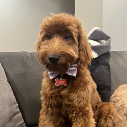 Leo - Goldendoodle