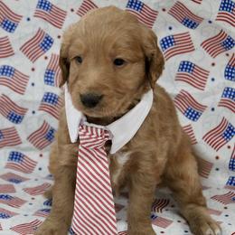 Guss - Red  male Goldendoodle puppy in Yukon, Oklahoma from Silver Barn Doodles