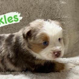 Pickles (Canyon) - Red merle male Miniature Australian Shepherd puppy in South Central, Pennsylvania from Windy Hills Mini Aussies & Doodles
