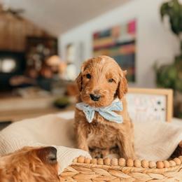 George - Apricot male Goldendoodle puppy in Yukon, Oklahoma from Bows and Ties Doodles, LLC
