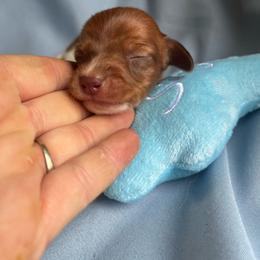 Moe - Piebald male Dachshund puppy in East Dover, Vermont from Audet’s Mini Dachshunds