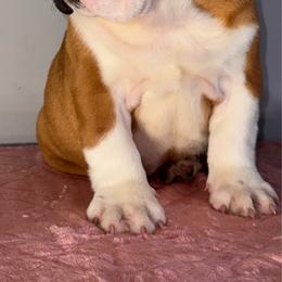 Bella - Red and white female Bulldog puppy in Cumming, Georgia from Happy Place Kennels