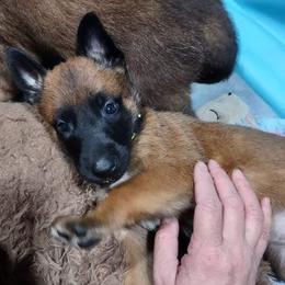 Belgian Malinois and German Shepherd Puppies from Madhouse’s Belgian Malinois and German Shepherds