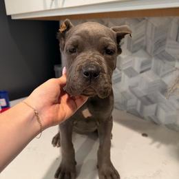 Gray Female - Gray female Cane Corso puppy in Knoxville, Tennessee from Crowned Corso