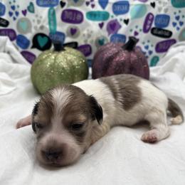 American Pit Bull Terrier and Dachshund Puppies from Shans Down Home Doxies