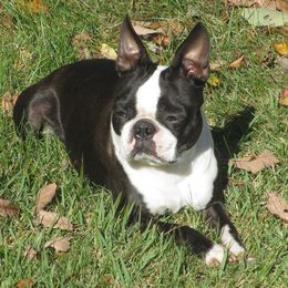 Boston Terriers from Lyn-D-Ann's Bostons