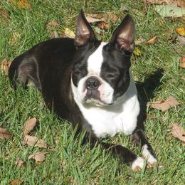 Boston Terriers from Lyn-D-Ann's Bostons