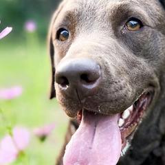 Chesapeake Bay Retrievers and Golden Retrievers from Oxford Farm Kennels