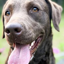 Chesapeake Bay Retrievers and Golden Retrievers from Oxford Farm Kennels