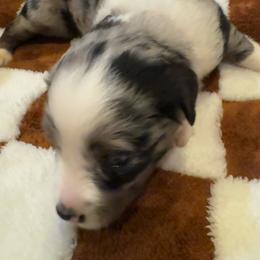 Hazard - Blue merle male Toy Australian Shepherd puppy in Nemo, Texas from Fairway Furries