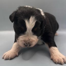 Shannon - Black tri-color female Australian Shepherd puppy in New Boston, New Hampshire from Painted Pup Australian Shepherds