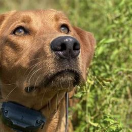 Labrador Retrievers from Rocha Retrievers