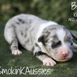 Bullseye - Blue merle male Australian Shepherd puppy in Grapeland, Texas from Smokin K Aussies