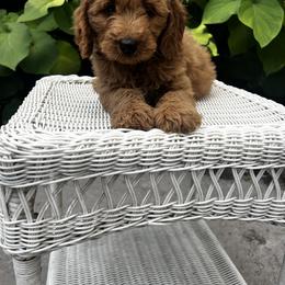 Goldendoodle Puppies from Mini Golden Doodles