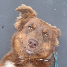 Grizzly - Australian Shepherd