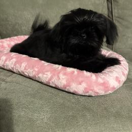 Beauty - Shih Tzu