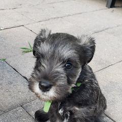 Miniature Schnauzer Puppies from LUXE'S PUPS
