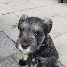 Miniature Schnauzer Puppies from LUXE'S PUPS
