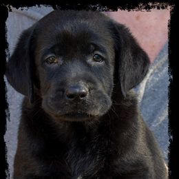 Labrador Retriever Puppies from Lorlyn Labradors