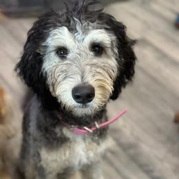 Rumi - Phantom female Goldendoodle puppy in Pasco, Washington from Camp Doodle Woods