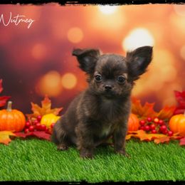 Nutmeg - Fawn brindled black female Chihuahua puppy in Demorest, Georgia from Sourpatch Chihuahuas