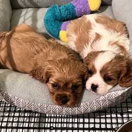 Cavalier King Charles Spaniel Puppies from Eastwick Paws Cavaliers