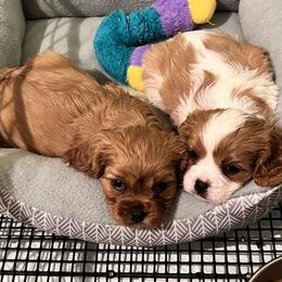 Cavalier King Charles Spaniel Puppies from Eastwick Paws Cavaliers