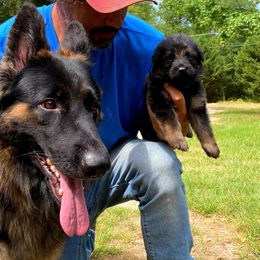 German Shepherd Puppies from Bell’s Shepherd Acres