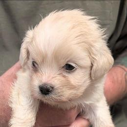 Johnny - Cream male Lhasa Apso puppy in Fort Worth, Texas from Cynthia's Lhasa Apsos