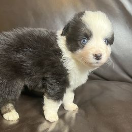 Johnny - Black Tri Male 1 Blue Eyes - Black tri male Miniature Australian Shepherd puppy in Taunton, Massachusetts from Checkered Flag Champions Mini Aussies