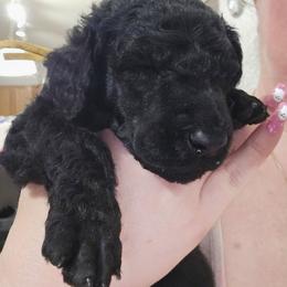Citrine - Yellow Collar - Black male Poodle puppy in Phoenix, Arizona from Desert Diamond Poodles