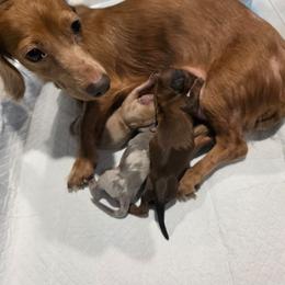 Anna - Chocolate female Dachshund puppy in Vacaville, California from SchmooterBabies