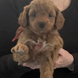 Cinnamon - Red  female Goldendoodle puppy in Danville, Virginia from Stella’s Stunning Goldendoodles of VA