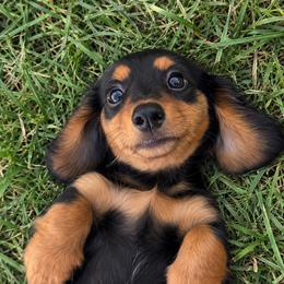 Benny - Black and tan male Dachshund puppy in Farmington, Missouri from Eva Leas Pups