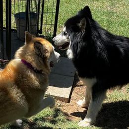 Siberian Husky All Grown Up from Great Warriors