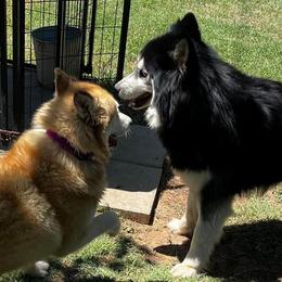 Siberian Husky All Grown Up from Great Warriors