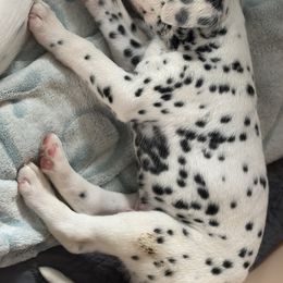 Dalmatian Puppies from Pawsitively Spotted