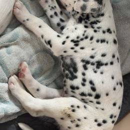 Dalmatian Puppies from Pawsitively Spotted
