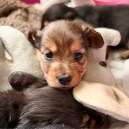 Van helsing - Red male Dachshund puppy in Tampa, Florida from EntityDachs