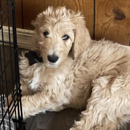 Goldendoodles from High Standards Az